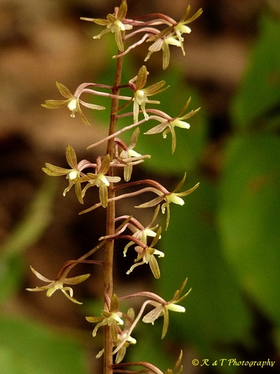 {Tipularia discolor}